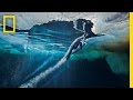 Emperor Penguins Speed Launch Out Of The Water National Geographic