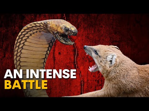 King Cobra vs Mongoose Who Will Win?