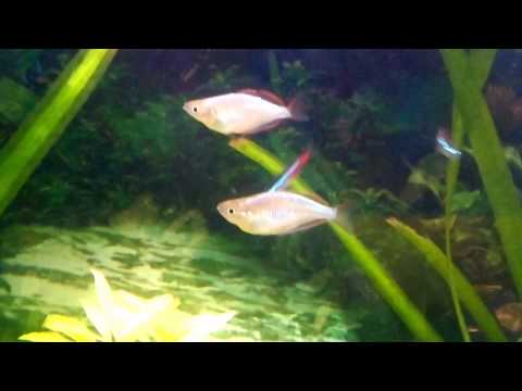 acuario comunitario escalares,tiburon bala,coridoras,pez acoiris,tanichis