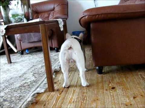 ranskanbulldoggi Nero on kylässä