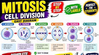 Mitosis Cell Division Diagram 🧬 | Easy Step by Step Drawing for Beginners
