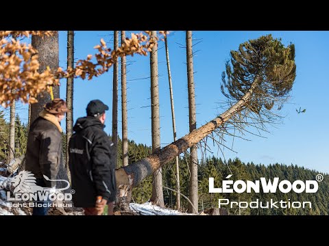 LéonWood® Produktion: vom Wald in die Produktion