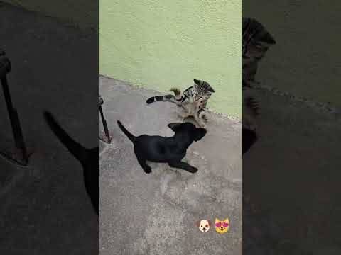 🐶😻 Fighting mode #dog #adorabledog #cat #cutedog #puppy #funny #sweetdog #cute