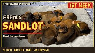 Video preview image #2 Labrador Retriever-Rhodesian Ridgeback Mix Puppy For Sale in FRESNO, CA, USA