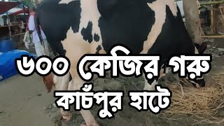 আজকে চলে আসছি নারায়ণগঞ্জের সিদ্ধিরগঞ্জে। কাচঁপুর বিরাট গরু ছাগলের হাট। হটের সবচেয়ে বড় গরু।