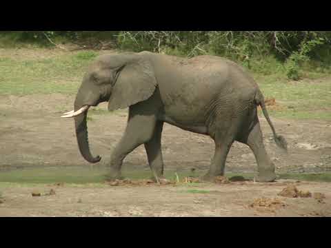 Spirit of The Elephant On Safari - Beautiful Relaxing Music