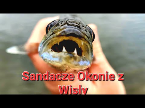 Pierwszy Rzeczny Spinning! Sandacze i Okonie Wędkarstwo na lekko