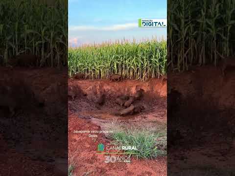 Flagrante no milharal: agropecuarista encontra "invasores" em Goiás