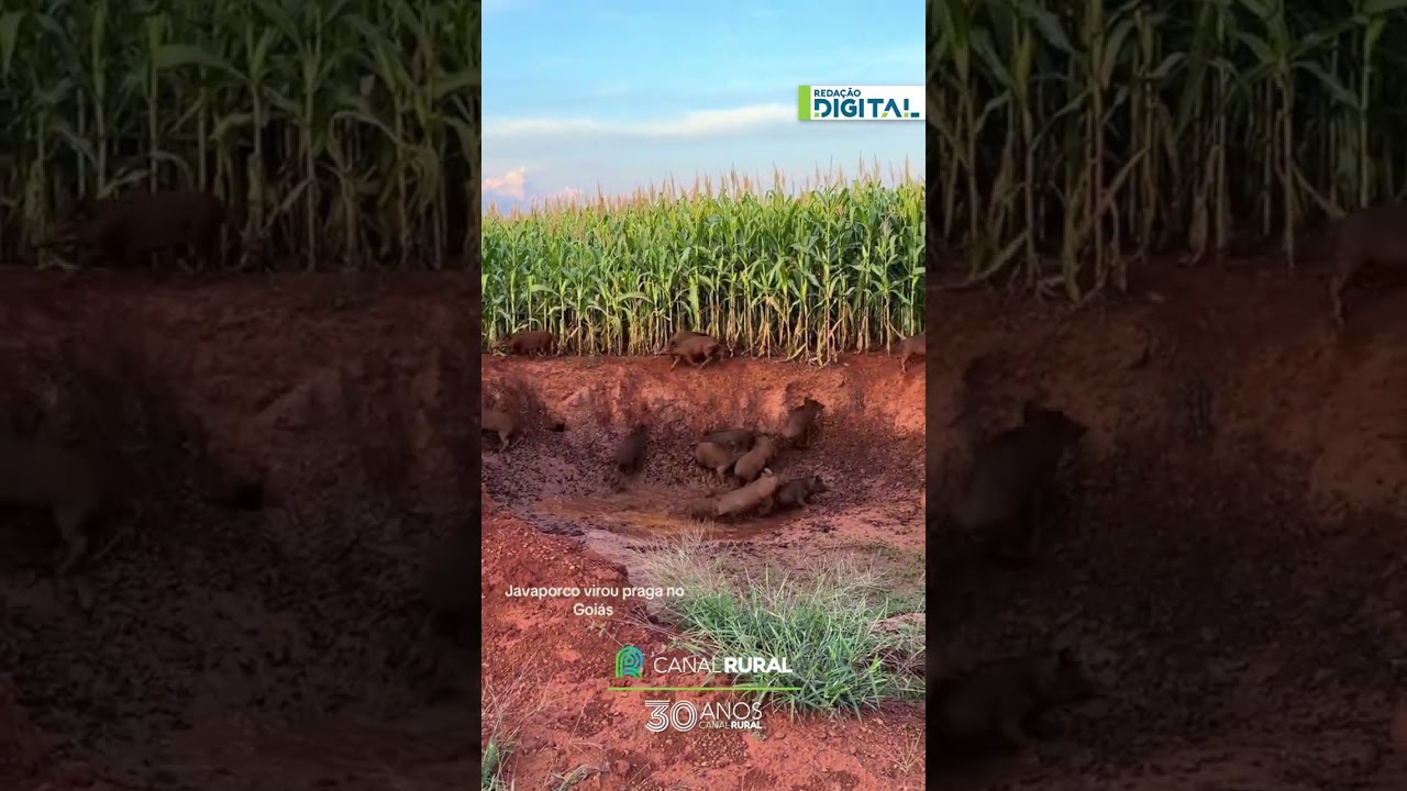 Flagrante no milharal: agropecuarista encontra "invasores" em Goiás