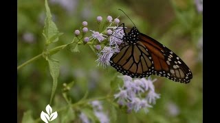 Butterfly Garden Design |John Dromgoole |Central Texas Gardener