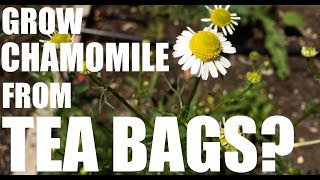 Can You Grow Chamomile from Tea Bags?