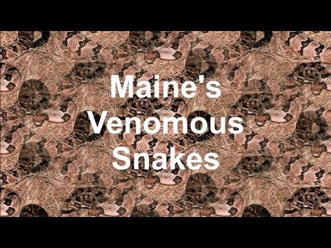 image-How many poisonous snakes are in Maine?