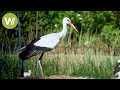 Blessing Or Curse The Storks In Alsace
