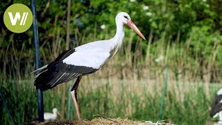 Blessing or curse? The storks in Alsace