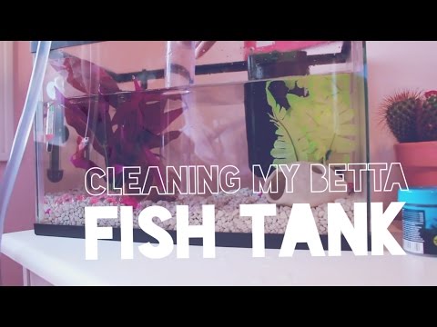 CLEANING MY BETTA FISH TANK