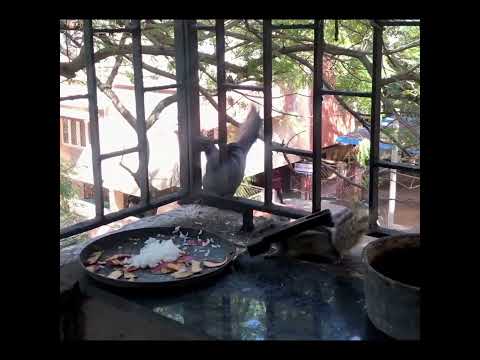 Watch how this specie (perceived as soft natured )challenges a crow repeatedly..