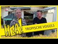 HEA! Linda en Pieter passen op alle vogeltjes