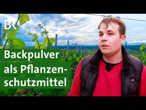 Bio Weinbau: Winzer gegen hohe Kosten für Natron Backpulver als Pflanzenschutz | Unser Land | BR