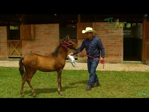 , title : 'Imprinting, técnica de adiestramiento equino (Parte 2) - TvAgro por Juan Gonzalo Angel'