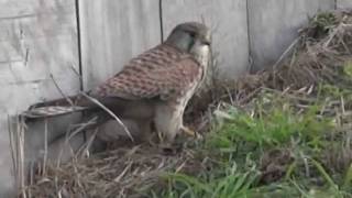 kestrel vockestaart (torenvalk jagend en etend)