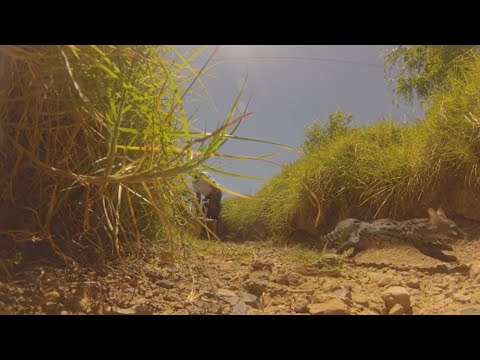 Cape Town SPCA Genet Rescue 14 January 2022