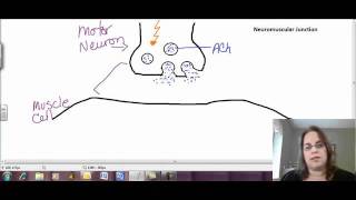 Neuromuscular Junction Video