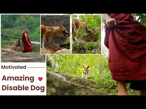 This disabled dog did something amazing | දෙපා පන නැති, වීරිය අත් නොහැරපු සුනඛ මිතුරා