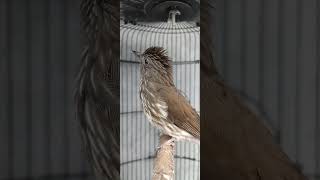 Download lagu Siri siri kecil gacor tembakan pedas #sirisirigacor mp3