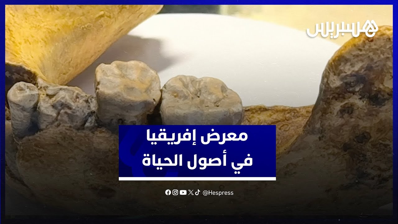 مستحثات عمرها ملايين السنين.. افتتاح معرض "إفريقيا في أصول الحياة" في وجه طلبة مراكش وزوارها thumbnail
