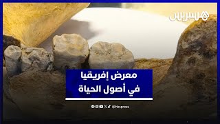 مستحثات عمرها ملايين السنين.. افتتاح معرض "إفريقيا في أصول الحياة" في وجه طلبة مراكش وزوارها thumbnail