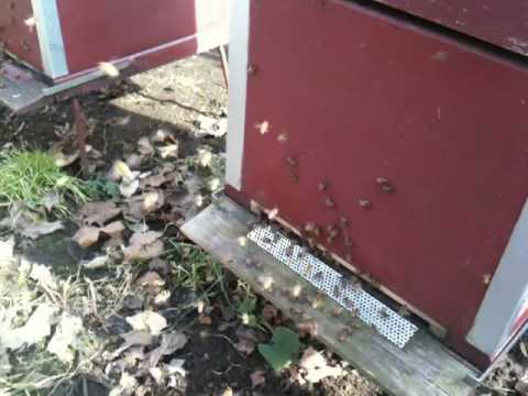 Biodling 2010 - rensningsflykt och utflykt