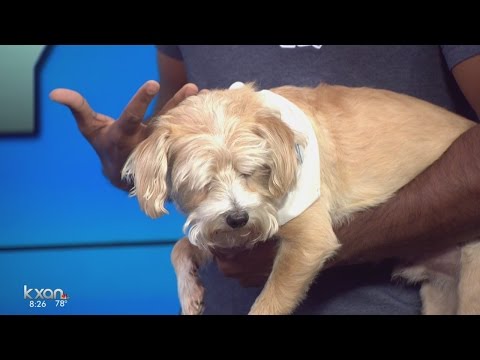 BarkHappy Sunday Funday