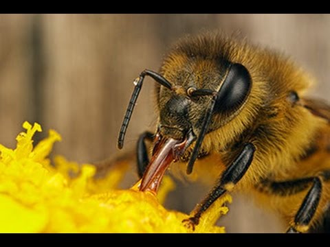Entomology