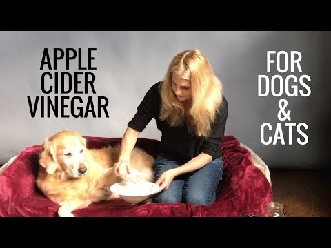 Apple Cider Vinegar for Dogs and Cats -  Fleas, Allergies, Bladder Infections - Earth Clinic