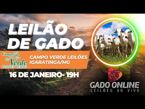 🐂 LEILÃO DE GADO CAMPO VERDE LEILÕES -  IGARATINGA/MG🎥