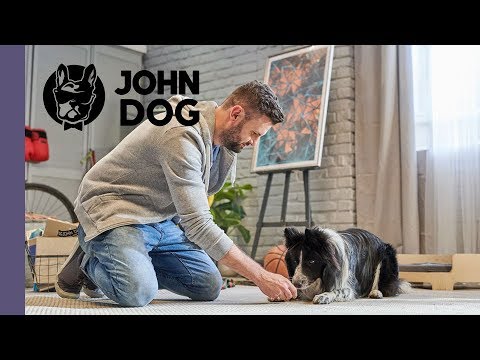 Jak nauczyć psa sztuczki CZOŁGANIE – TRENING PSA – John Dog