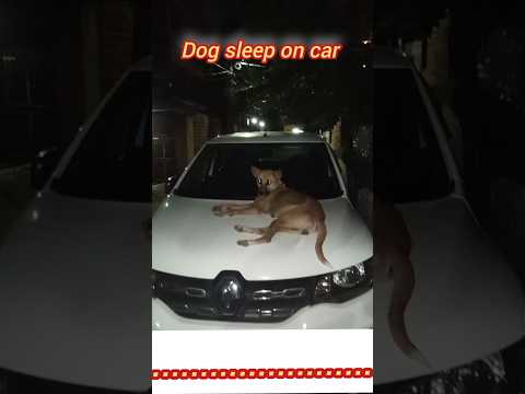 Dog sleeping style on car.. #dog #reels #rayhansworld