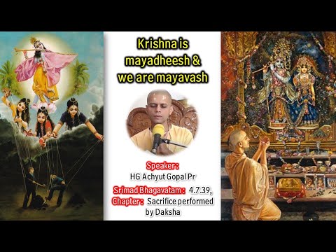 Krishna is mayadheesh & we are mayavash | Srimad Bhagavatam 4.7.39 by HG Acyuta Gopal Prabhu