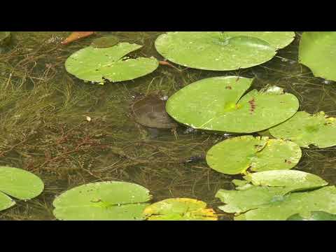 Detroit Zoo | Turtle Swims in Cotton Family Wetlands