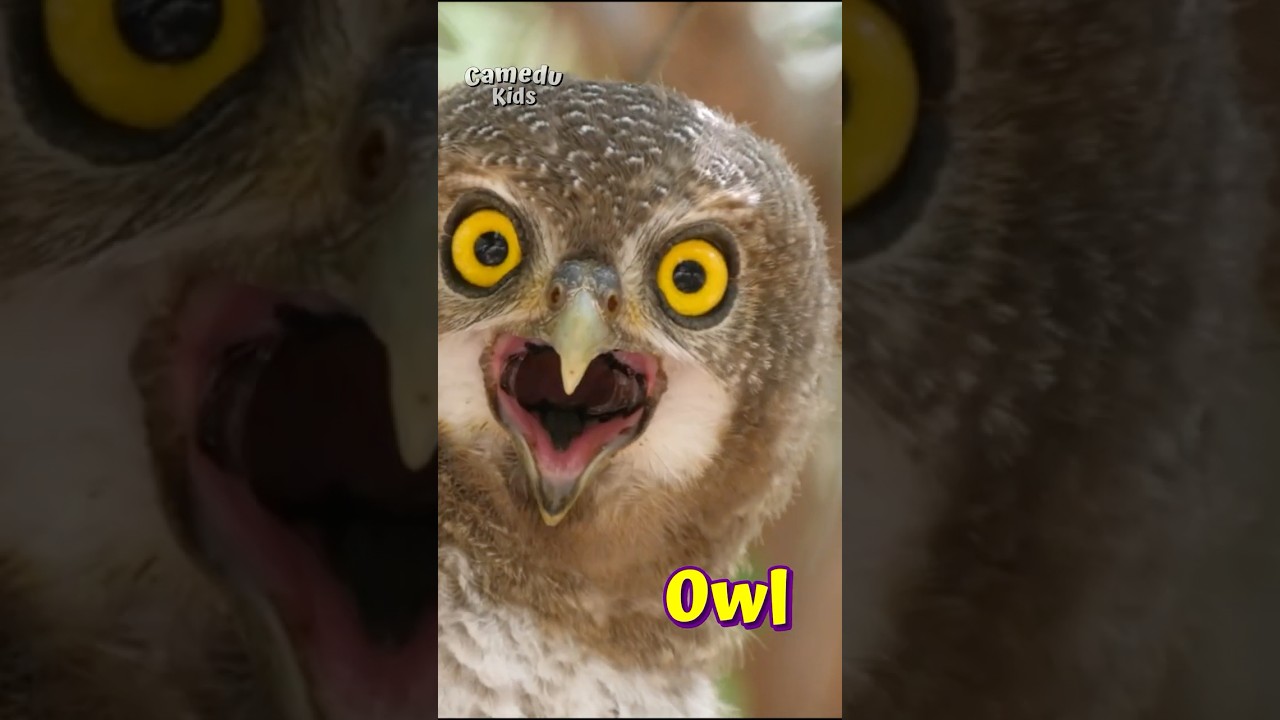 🔊 Animal Names & Sounds • Part 1 #animals #learning #camedukids