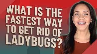 What is the fastest way to get rid of ladybugs?
