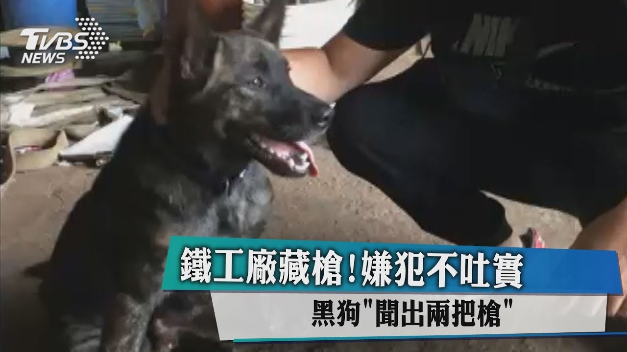 鐵工廠藏槍!嫌犯不吐實 黑狗「聞出2把槍」
