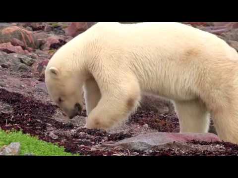 Die Eisbären [Doku]