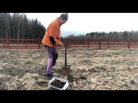 Odla jordärtskocka Jordärtskockor är en riktig Självhushållargröda