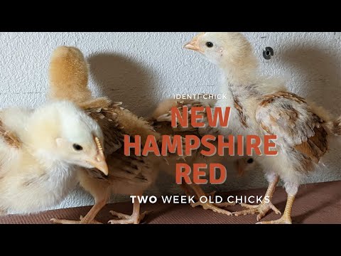 New Hampshire Red: 2-Week-Old Chicks