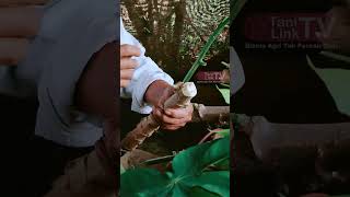Download lagu Cara Okulasi Singkong Raksasa Indonesia #shorts #tanilinktv mp3