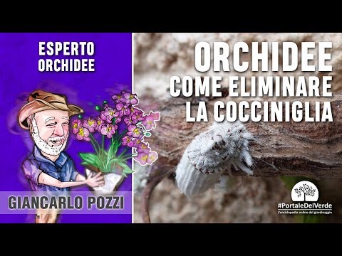 Il lyambliya può impigliarsi Quello che è utile da vermi
