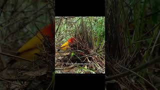 Download lagu Kenali Flame Bowerbird – salah satu penampil paling memukau di alam!#FlameBowerbird #BurungCendra... mp3