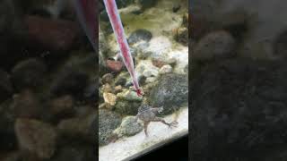 African Dwarf Frogs an PLAKAT Betta eating BLOODWORMS Part 2