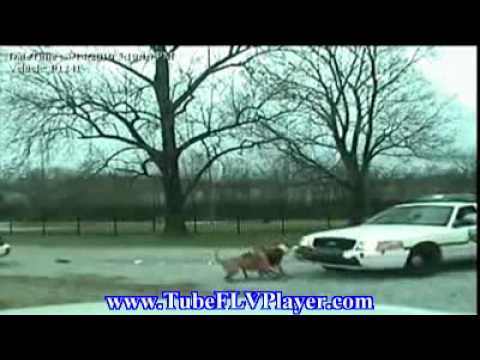 Dog attacks police car.flv